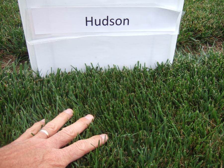 Hudson Turf Type Tall Fescue Smith Seed Services 0400